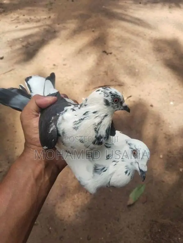 Pigeon