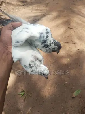 Pigeon
