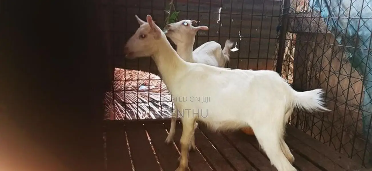 Farm Goats