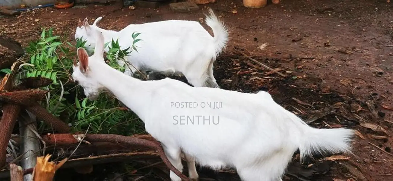Farm Goats
