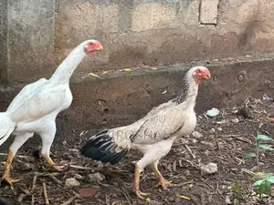 Parrot Beak Hen