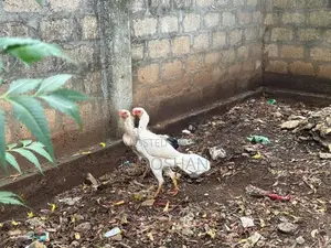 Parrot Beak Hen