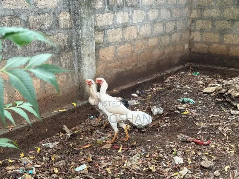 Parrot Beak Hen
