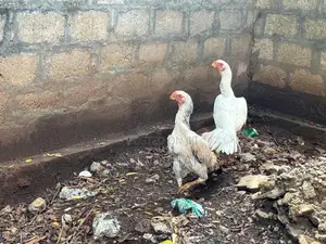 Parrot Beak Hen