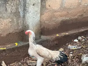 Parrot Beak Hen