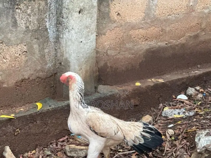 Parrot Beak Hen