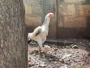 Parrot Beak Hen