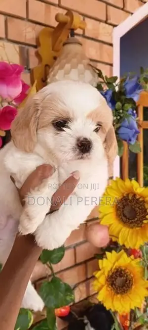 Shihtzu Puppies