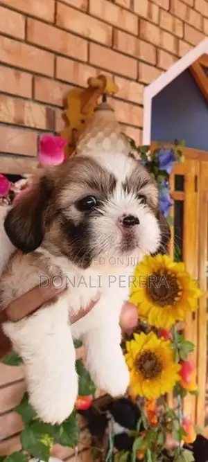 Shihtzu Puppies