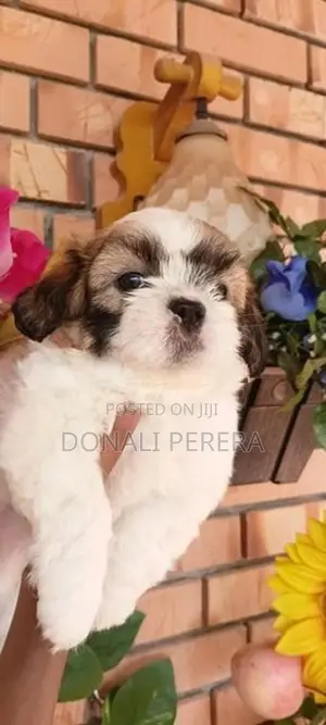 Shihtzu Puppies
