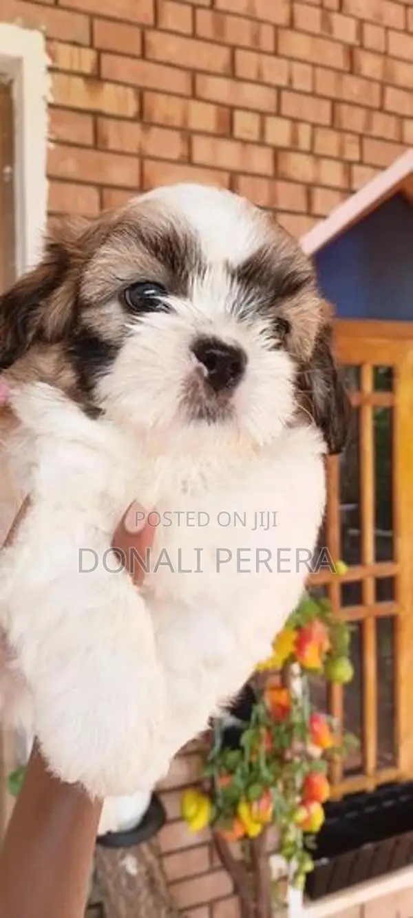 Shihtzu Puppies