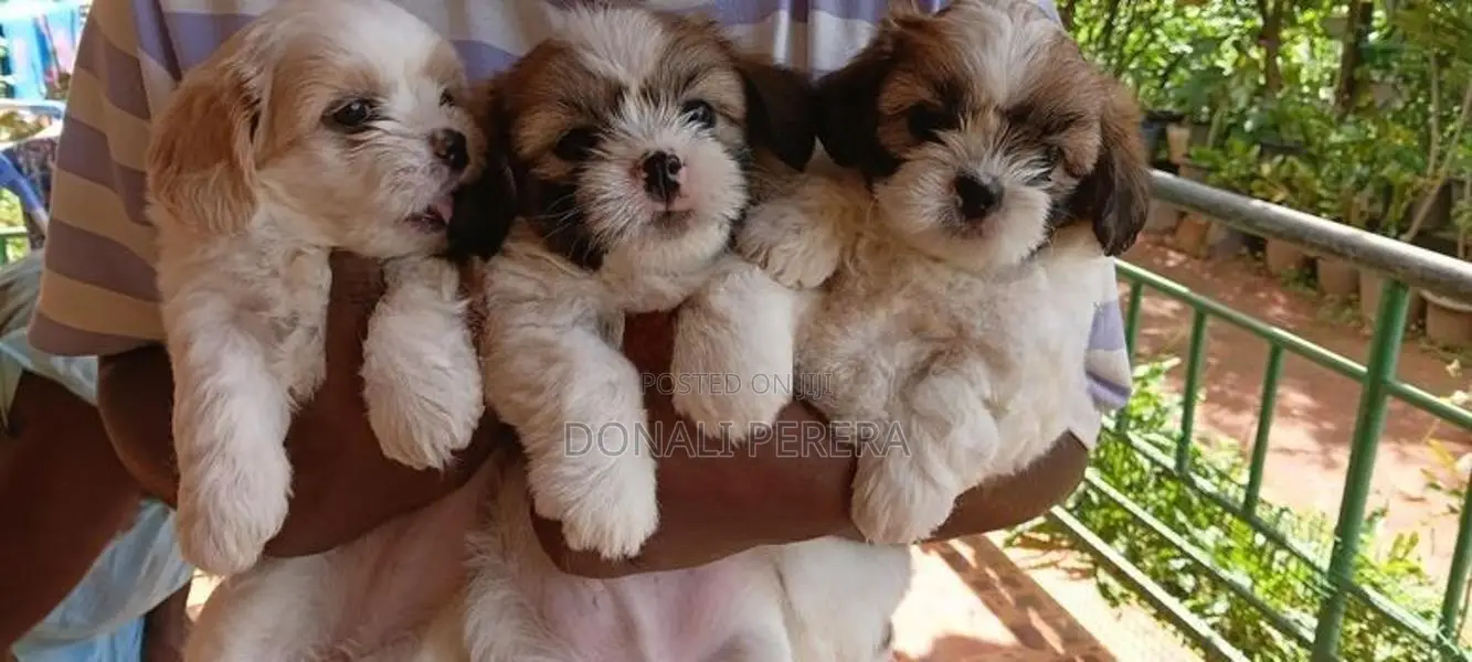 Shihtzu Puppies