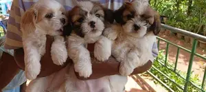 Shihtzu Puppies