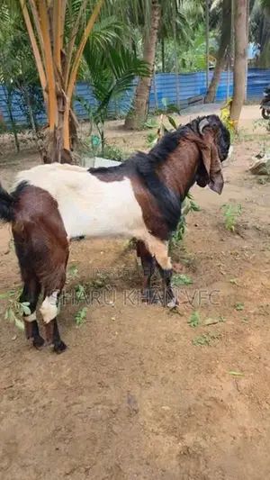 Kedaai