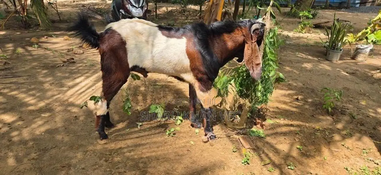 Kedaai