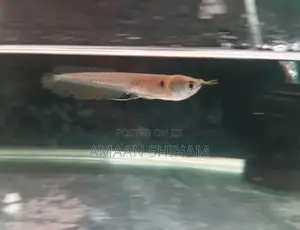 Silver Arowana Fish
