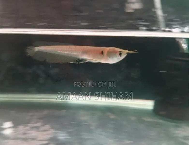 Silver Arowana Fish