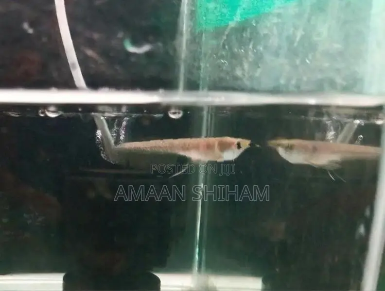 Silver Arowana Fish
