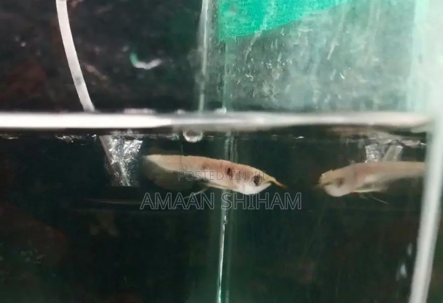 Silver Arowana Fish