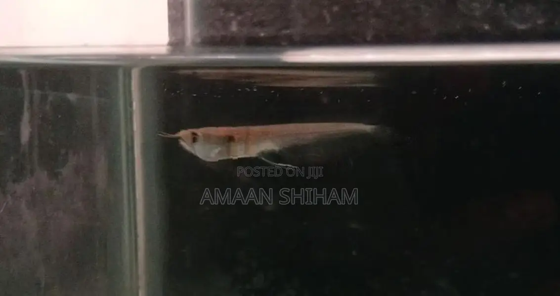 Silver Arowana Fish