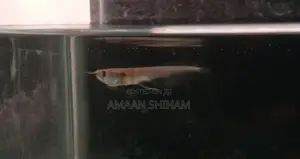 Silver Arowana Fish
