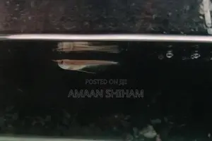 Silver Arowana Fish