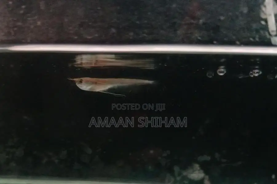 Silver Arowana Fish