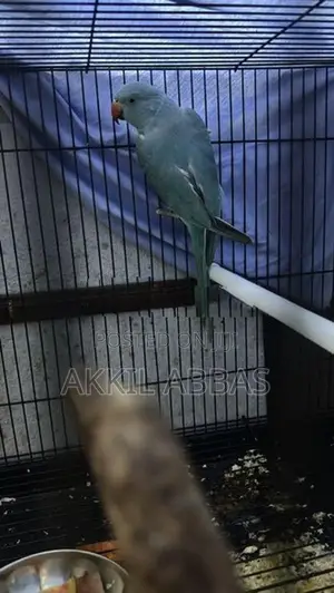 Blue Ring Neck