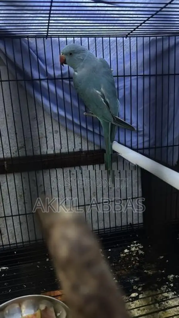 Blue Ring Neck