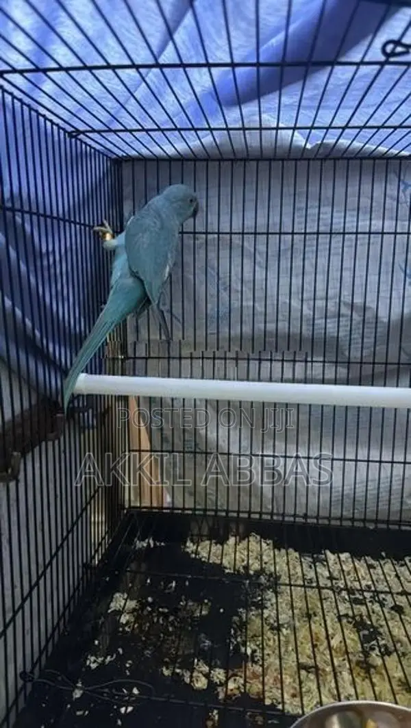 Blue Ring Neck