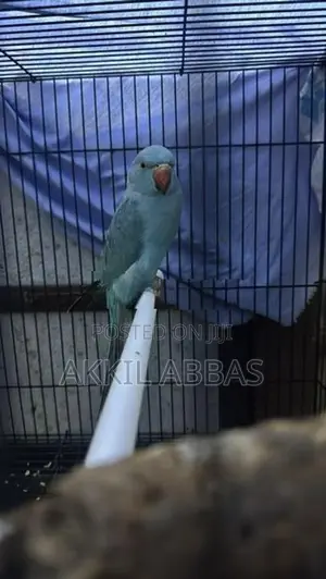 Blue Ring Neck