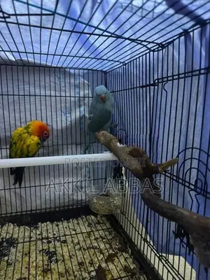 Blue Ring Neck