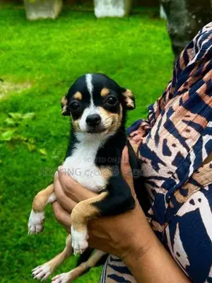 Chihuahua puppies