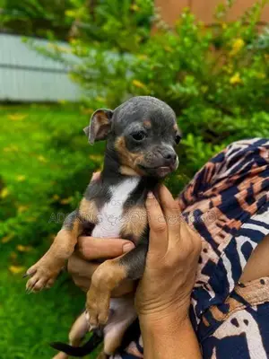 Chihuahua puppies