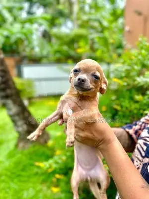 Chihuahua puppies