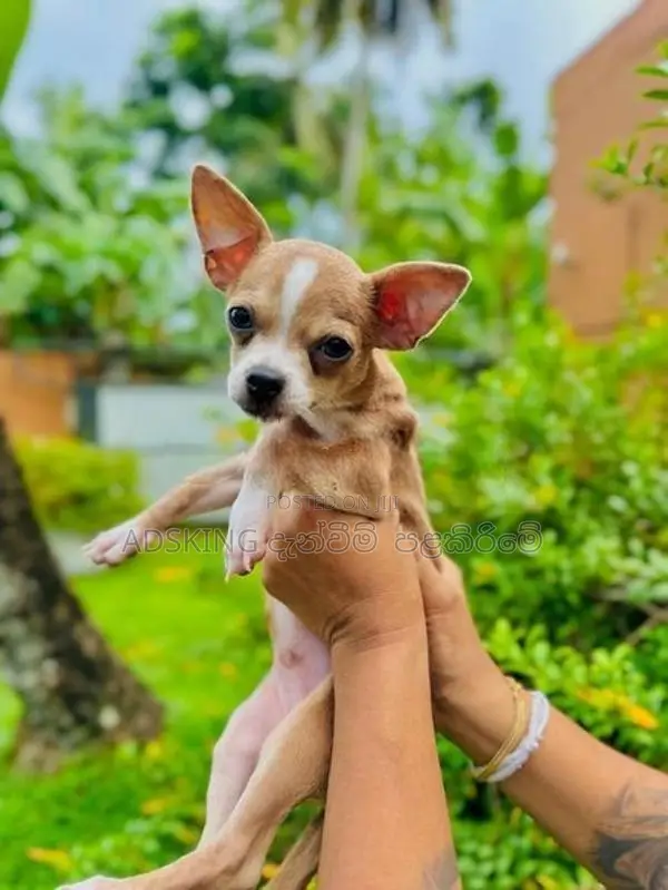 Chihuahua puppies