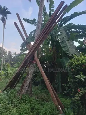 පොළ් පරාල සහ යට ලී