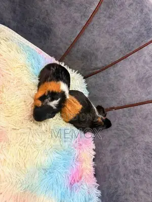 Tricolour Guinea Pig