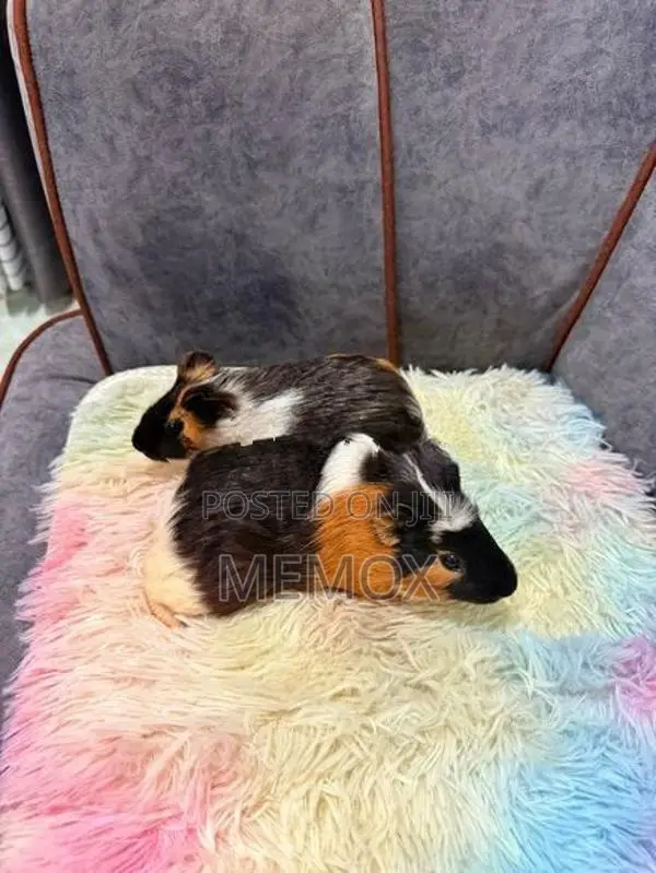 Tricolour Guinea Pig
