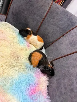 Tricolour Guinea Pig