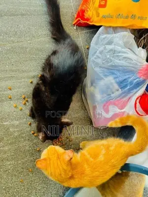 Mix Persian Kitten