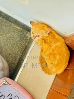Mix Persian Kitten
