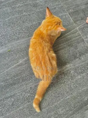 Mix Persian Kitten