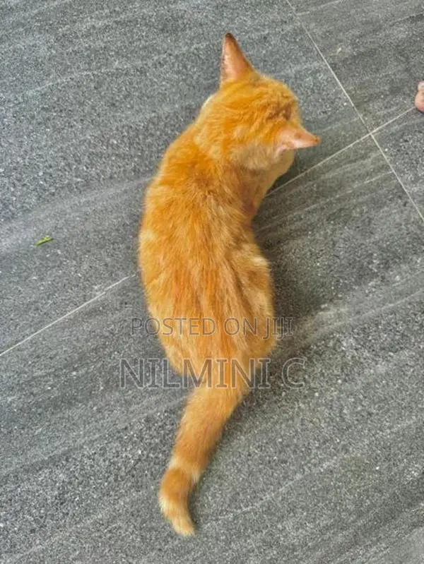 Mix Persian Kitten