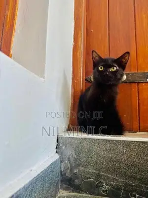 Mix Persian Kitten