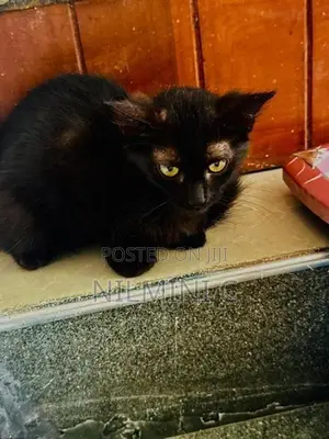 Mix Persian Kitten