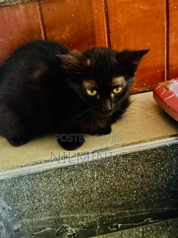 Mix Persian Kitten