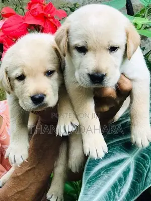Labrador Puppies