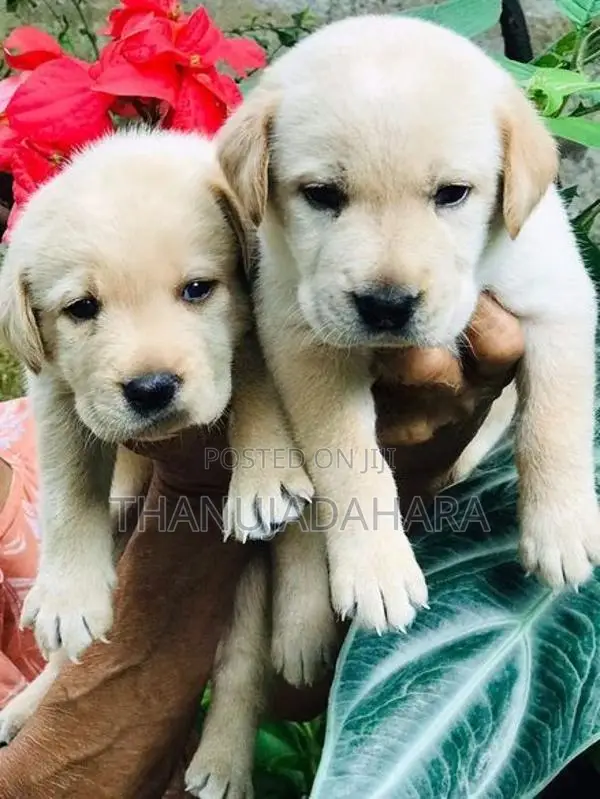 Labrador Puppies