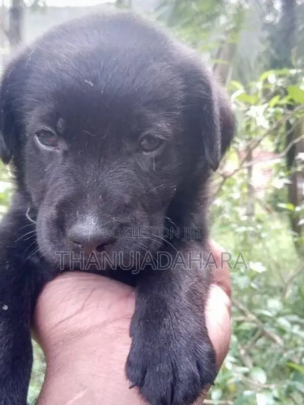 Labrador Puppies
